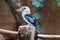 Kookaburra bird