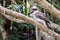 Kookaburra Bird on a branch