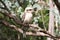 Kookaburra bird, a native Australian species sits in a tree