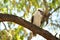 Kookaburra bird in tree