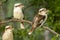 Kookaburra bird trio perched on a branch