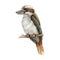 Kookaburra bird watercolor illustration. Australia native bird hand drawn realistic illustration. Kingfisher on a branch image.