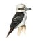 Kookaburra bird watercolor illustration. Realistic hand drawn Australia kingfisher. Kookaburra australian native avian