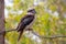 Kookaburra bird in Western Australia sitting on tree branch