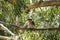 Kookaburra. Booderee National Park. NSW. Australia