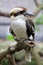 Kookaburra on branch