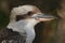 Kookaburra Close Up