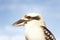 Kookaburra close up