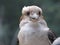 Kookaburra in close-up