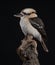 Kookaburra -  Dacelo novaeguineae