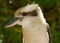 Kookaburra detail headshot portrait