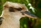 Kookaburra detail headshot portrait