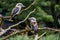 Kookaburra eating fish