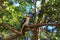 Kookaburra in eucalyptus tree Australian wildlife