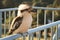 Kookaburra on a Fence