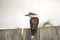 Kookaburra On The Fence, Australian Bird