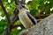 Kookaburra Genus Dacelo