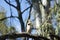 Kookaburra, Ikara-Flinders` Ranges National Park, SA, Australia