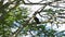 Kookaburra by itself in a tree