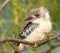 Kookaburra kingfisher - Dacelo leachii