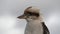 Kookaburra kingfishers native to Australia