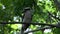 kookaburra looking around in a tree
