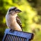 Kookaburra looking to the right on a green background