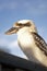 Kookaburra looking at you