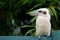 Kookaburra looks to the side proudly. Large bird