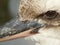 Kookaburra Macro