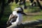 Kookaburra - Marwell Zoo