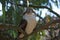 Kookaburra at Marwell Zoo