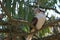 Kookaburra at Marwell Zoo
