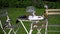 Kookaburra and other birds eat left over food on outdoor table