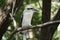 Kookaburra perched on branch