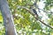 Kookaburra perched in tree