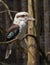 Kookaburra perched on a twig