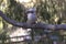 Kookaburra perched at Yanchep National Park