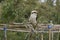 Kookaburra resting on a structure