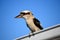 Kookaburra on the roof