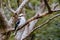 Kookaburra at Sassafrass in Australia