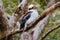 Kookaburra at Sassafrass in Australia