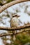 Kookaburra at Sassafrass in Australia