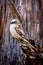 Kookaburra sits in Gum Tree Eucalyptus Forest Australia