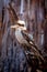 Kookaburra sits in Gum Tree Eucalyptus Forest Australia