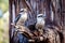 Kookaburra sits in Gum Tree Eucalyptus Forest Australia