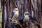 Kookaburra sits in Gum Tree Eucalyptus Forest Australia