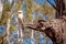 Kookaburra sits in Gum Tree Eucalyptus Forest Australia