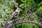 Kookaburra sitting on a garden structure looking sideways