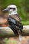 Kookaburra Sitting on a Post Close Up